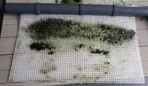 Algae Scrubber